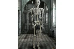 Rodes Skeleton Full Size / Skelet voksen Online