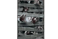 Rodes “Zombie” Vindues Dekoration Clearance
